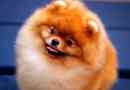 Как да нахраните pomeranian spitz: суха храна или естествена храна?